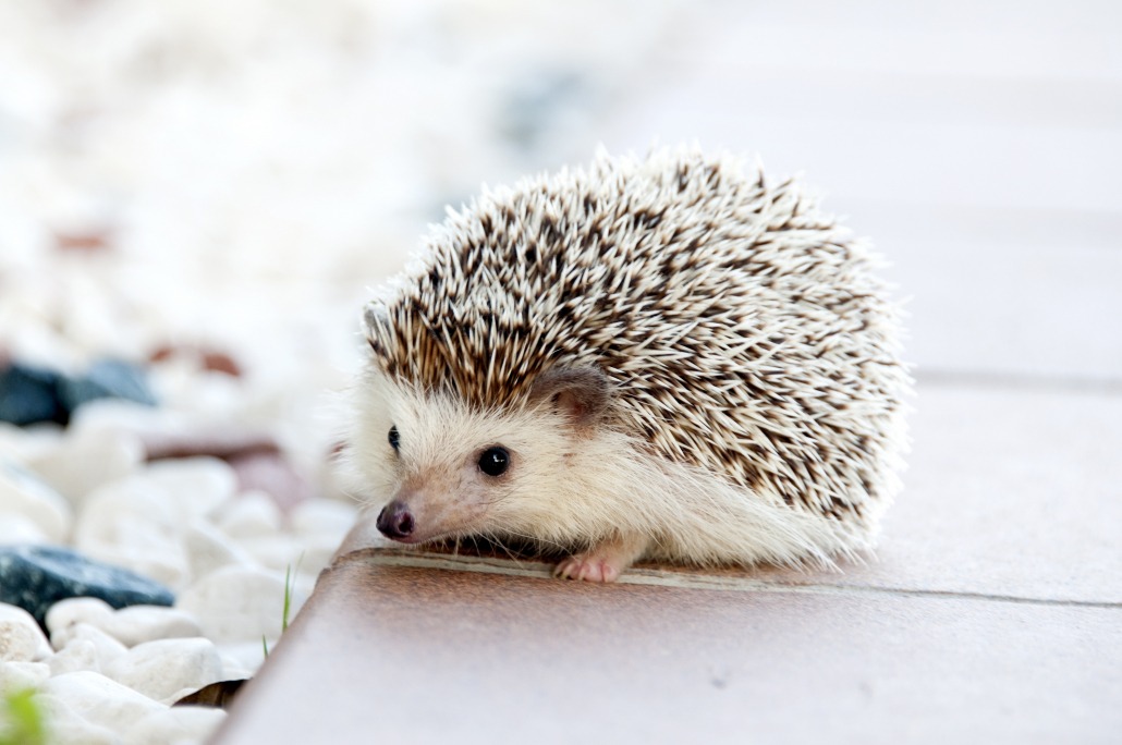 Tiere in der Stadt – Stadtgebiet Rodenkirchen Kölner Süden