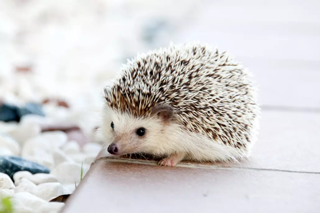 Tiere in der Stadt – Stadtgebiet Rodenkirchen Kölner Süden
