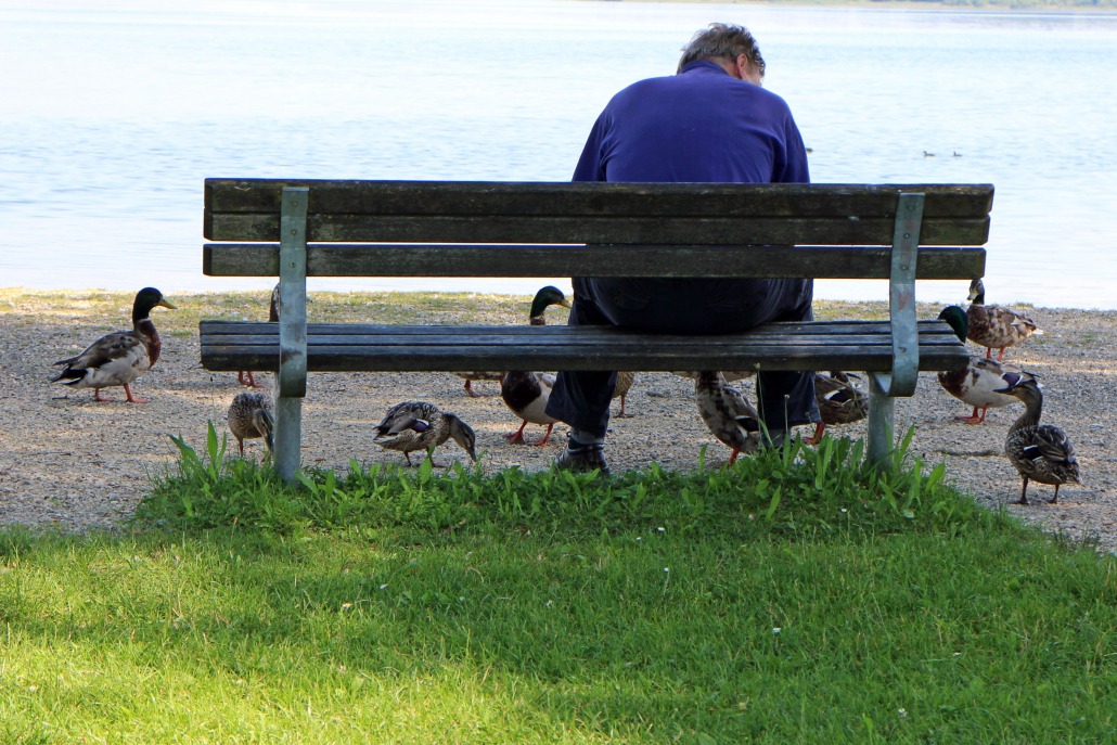 Enten und Schwäne am Rheinufer im Kölner Süden